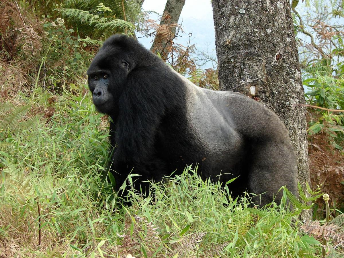 Clouds Mountain Gorilla Lodge Kisoro Eksteriør billede